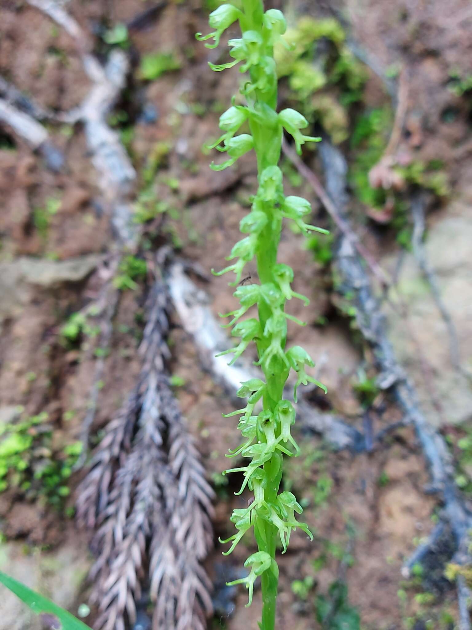 Herminium lanceum (Thunb. ex Sw.) Vuijk resmi