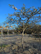 Image of gum arabic