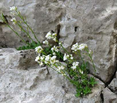 صورة Arabis scopoliana Boiss.