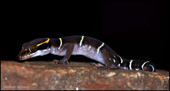 Image of Boulenger’s Indian Gecko