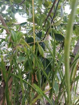 Image of Encyclia bractescens (Lindl.) Hoehne