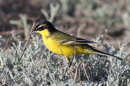 Image of Motacilla flava feldegg Michahelles 1830