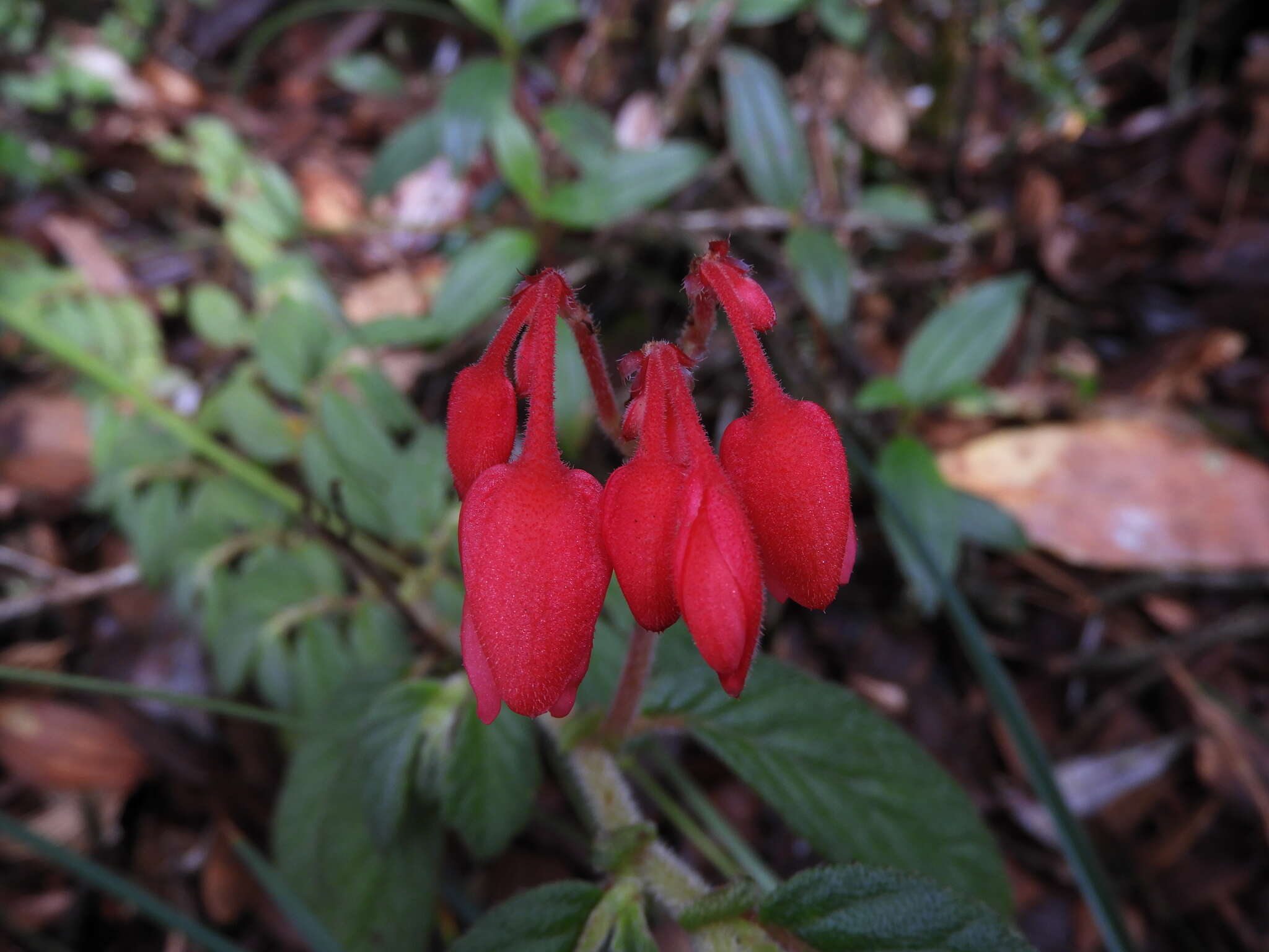 Слика од Begonia ferruginea L. fil.