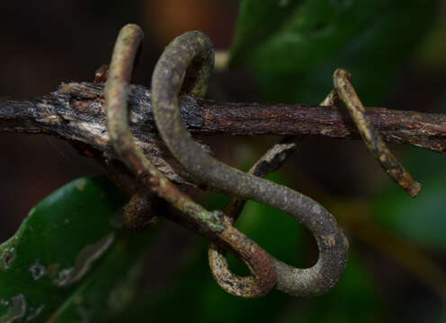 Image de Loeseneriella barbata (F. Müll.) C. T. White