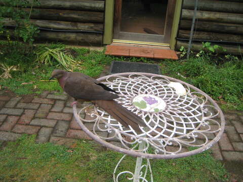 Image of Brown Cuckoo-Dove