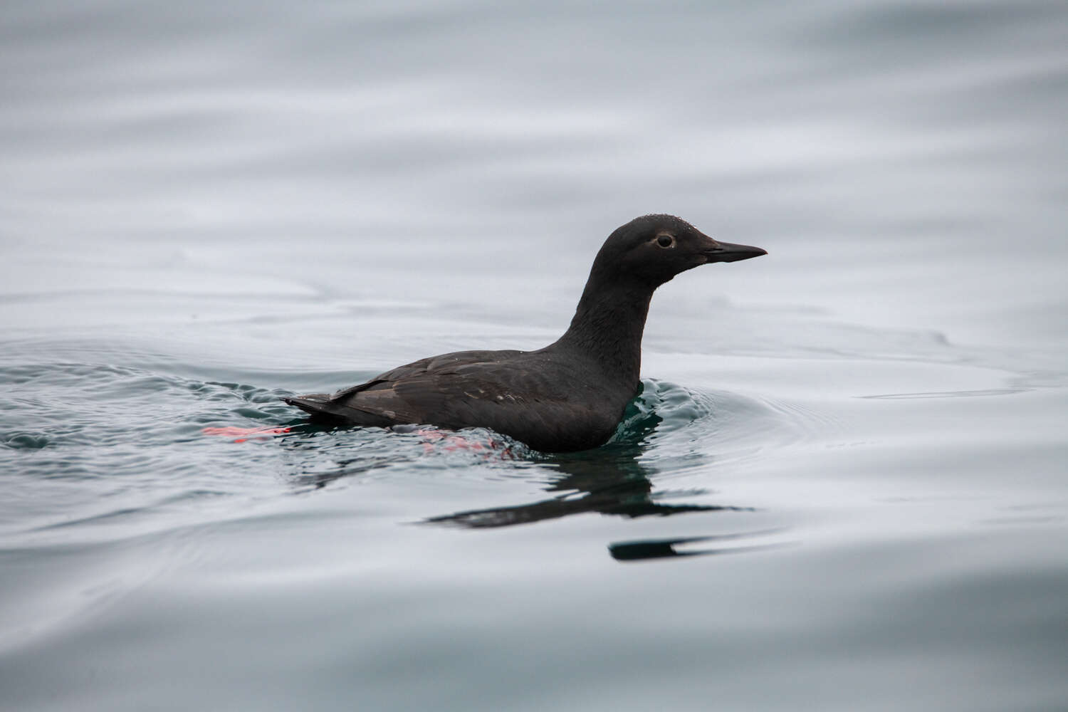 Image of Kuril Guillemot