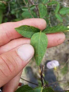 Image of pineland butterfly pea