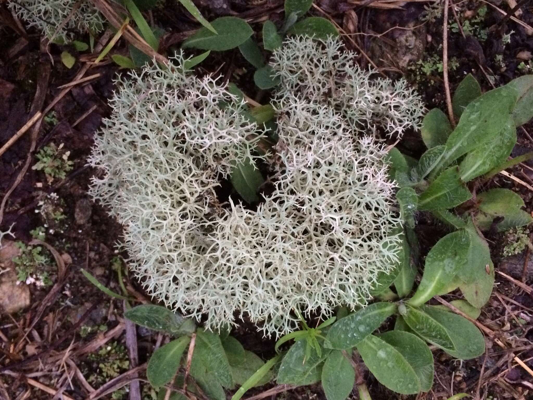 Image de Cladonia subtenuis (Abbayes) A. Evans