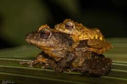 Image of Chiriqui Robber Frog