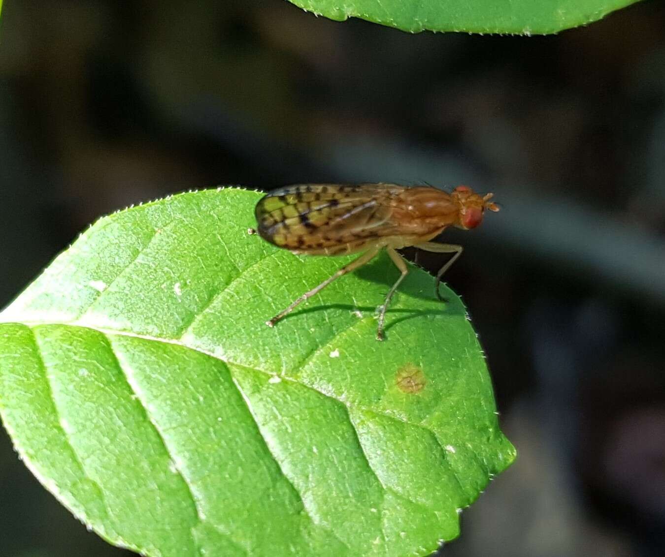 Image de Tetanocera valida Loew 1862