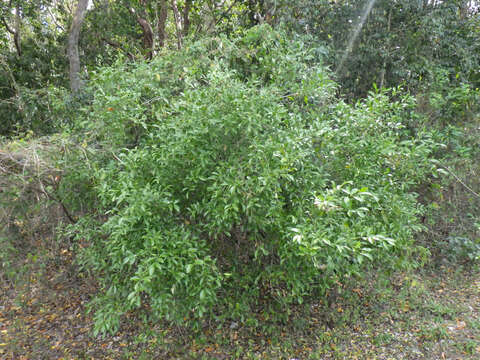 Image of Florida boxwood