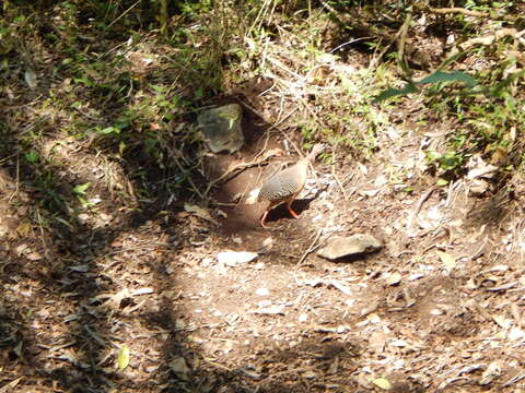 Image of Eastern Thicket Tinamou