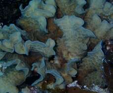 Image of Rose coral