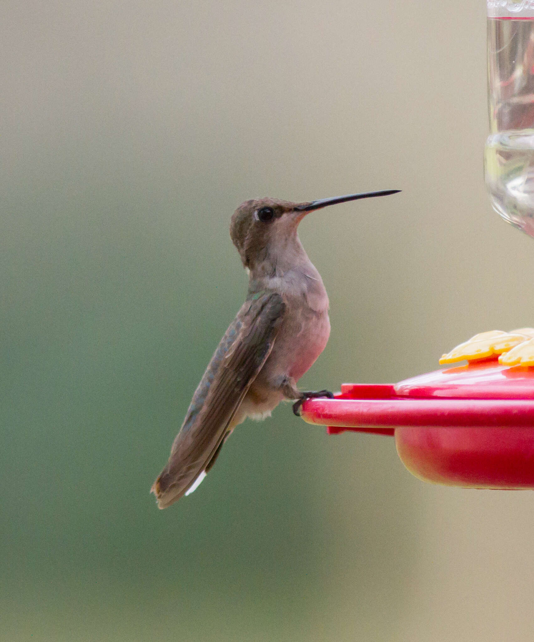 Image of Black-chinned Hummingbird