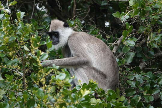 Image of Coromandel Sacred Langur