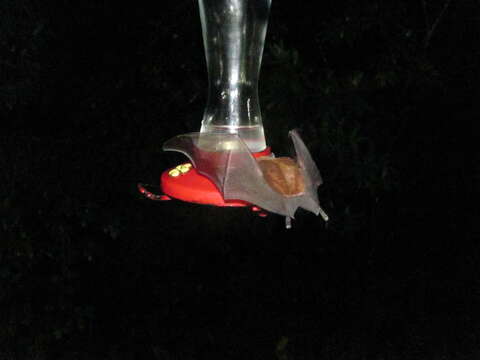 Image of Orange Nectar Bat