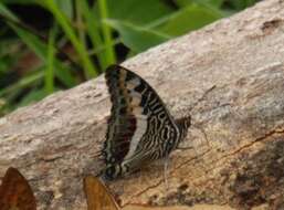 Image of Charaxes castor flavifasciatus Butler 1895