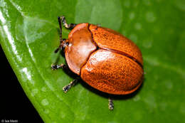 Image of Chelymorpha clivosa Boheman 1854