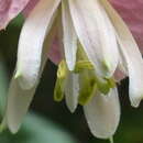 Passiflora catharinensis J. da Costa Sacco resmi