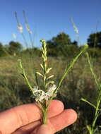 Image of false gaura