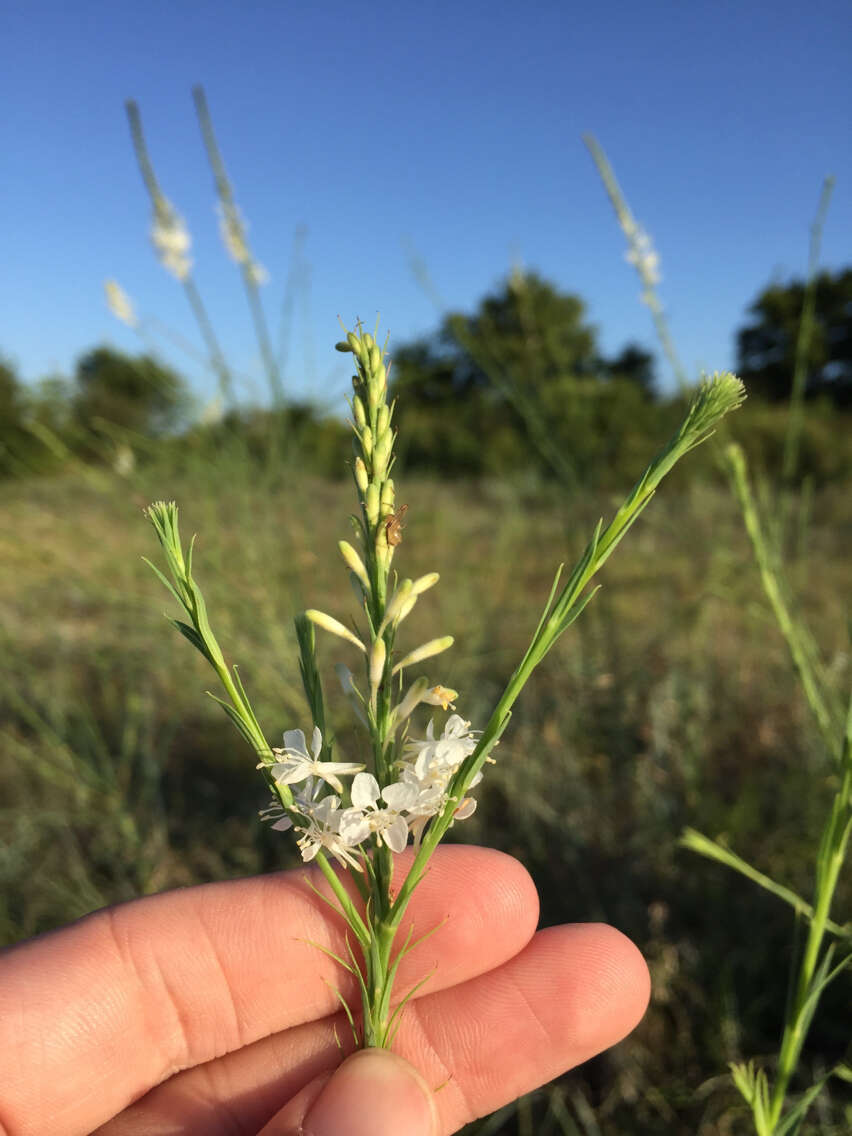 Image of false gaura