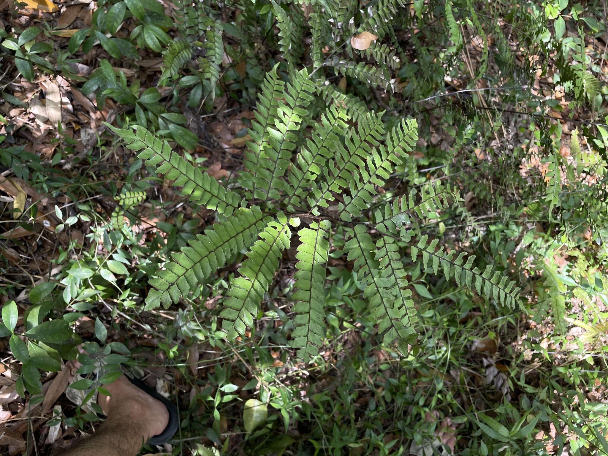 Adiantum villosum L.的圖片