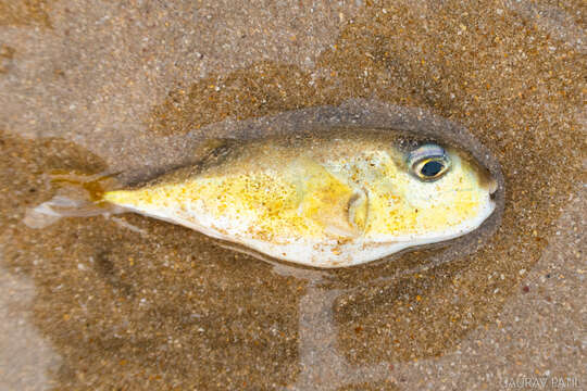 Image of Brown backed toadfish