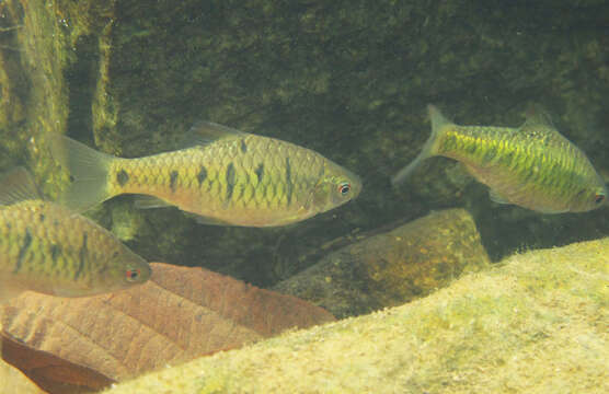 Image of Barbel