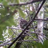 Image of Northern Spotted Owl