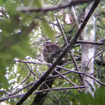 Image of Northern Spotted Owl