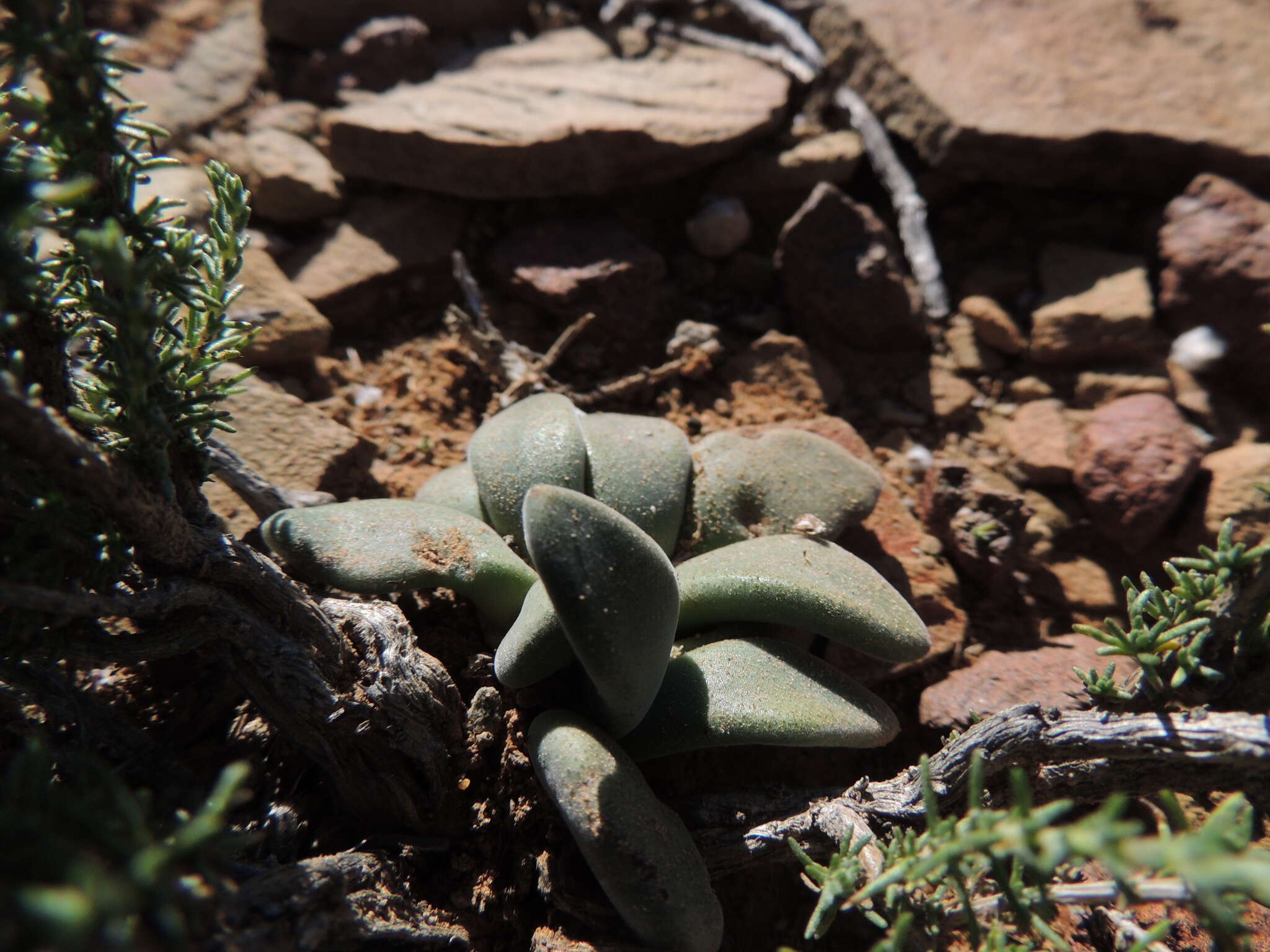 Sivun Deilanthe peersii (L. Bol.) N. E. Br. kuva