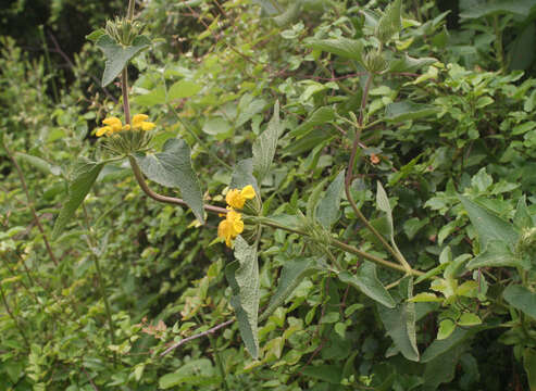 Image of Phlomis viscosa Poir.