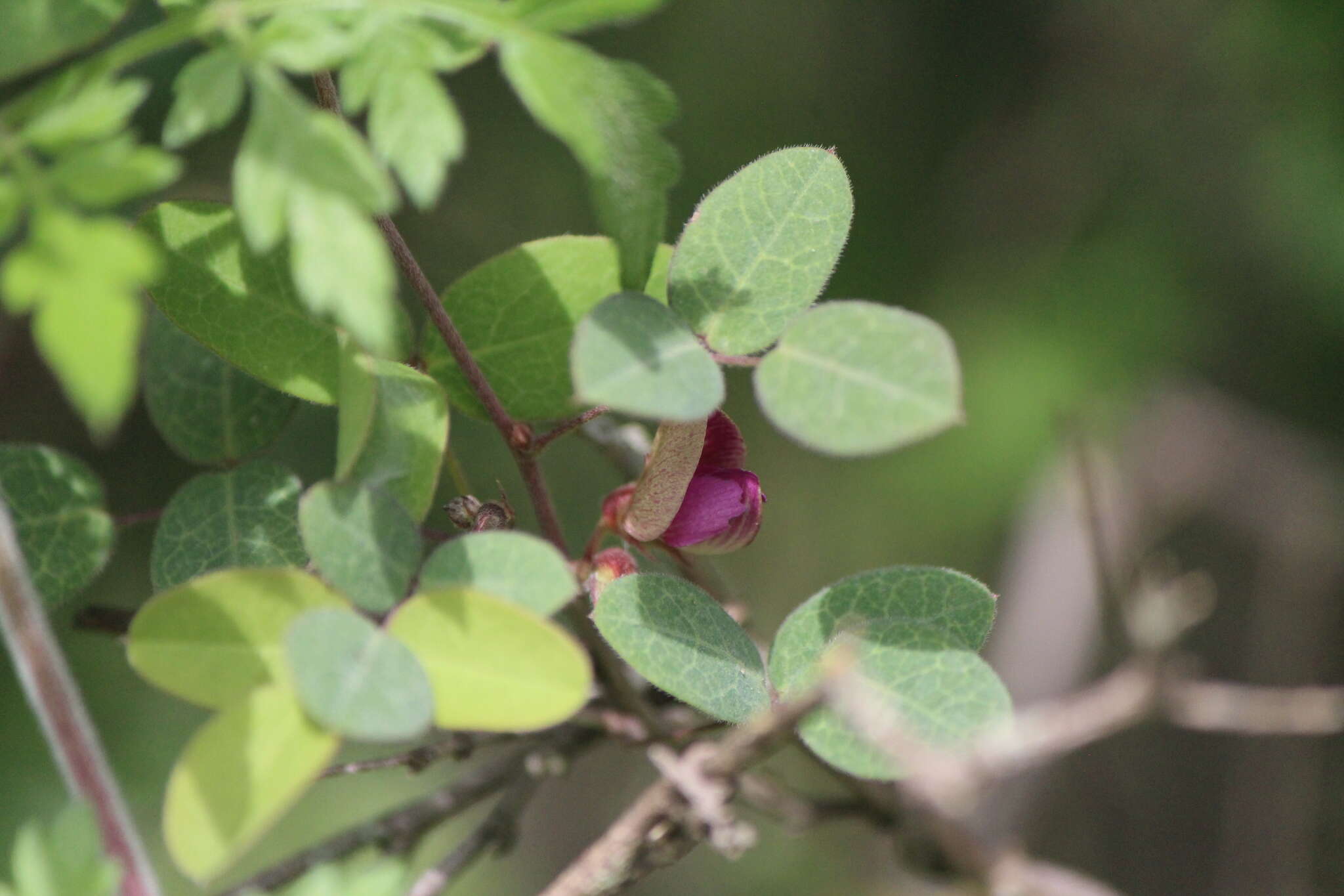 Imagem de Galactia brachystachys Benth.