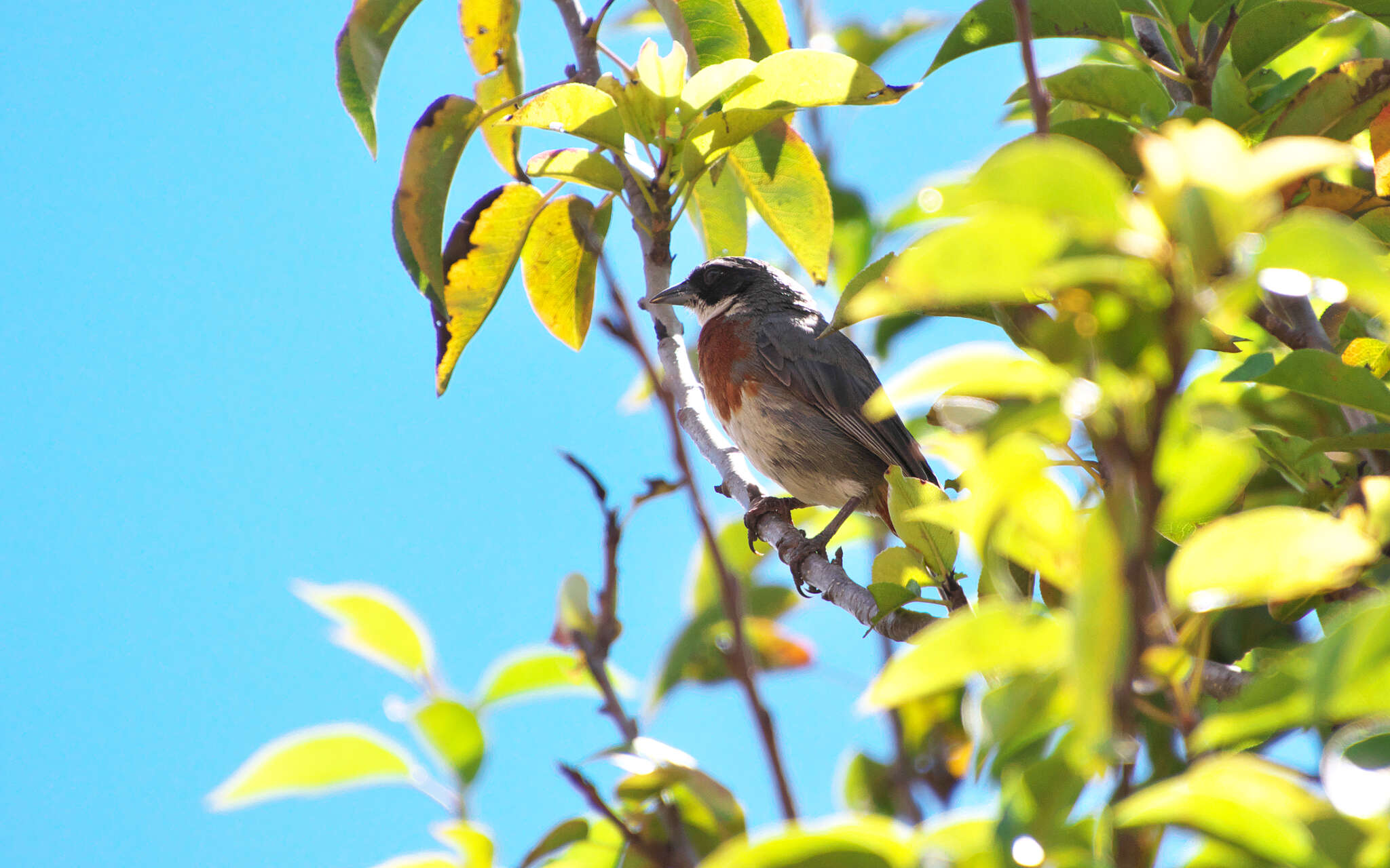 Image of Chestnut-breasted Mountain Finch