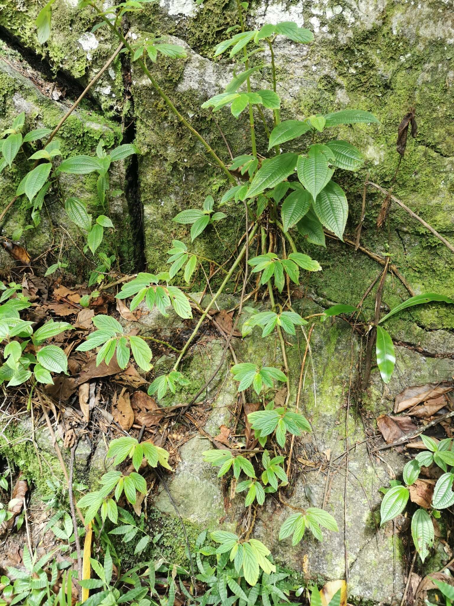 Слика од Begonia ulmifolia Willd.