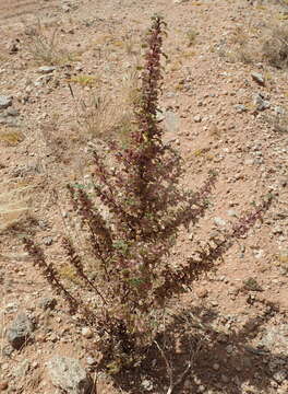 Image de Forsskaolea candida L. fil.