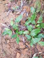 Image of Lomatia ilicifolia R. Br.