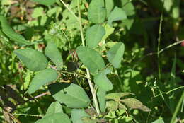 Image of wild bushbean