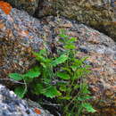 Image of Scrophularia altaica Murr.