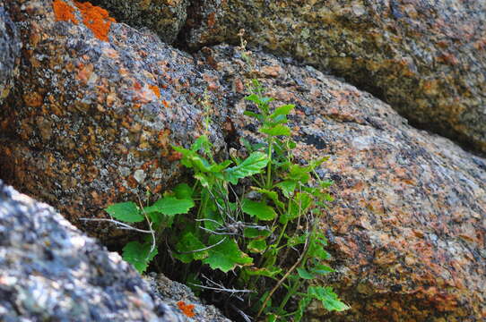 Image de Scrophularia altaica Murr.