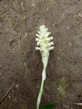 Image of Platylepis glandulosa (Lindl.) Rchb. fil.