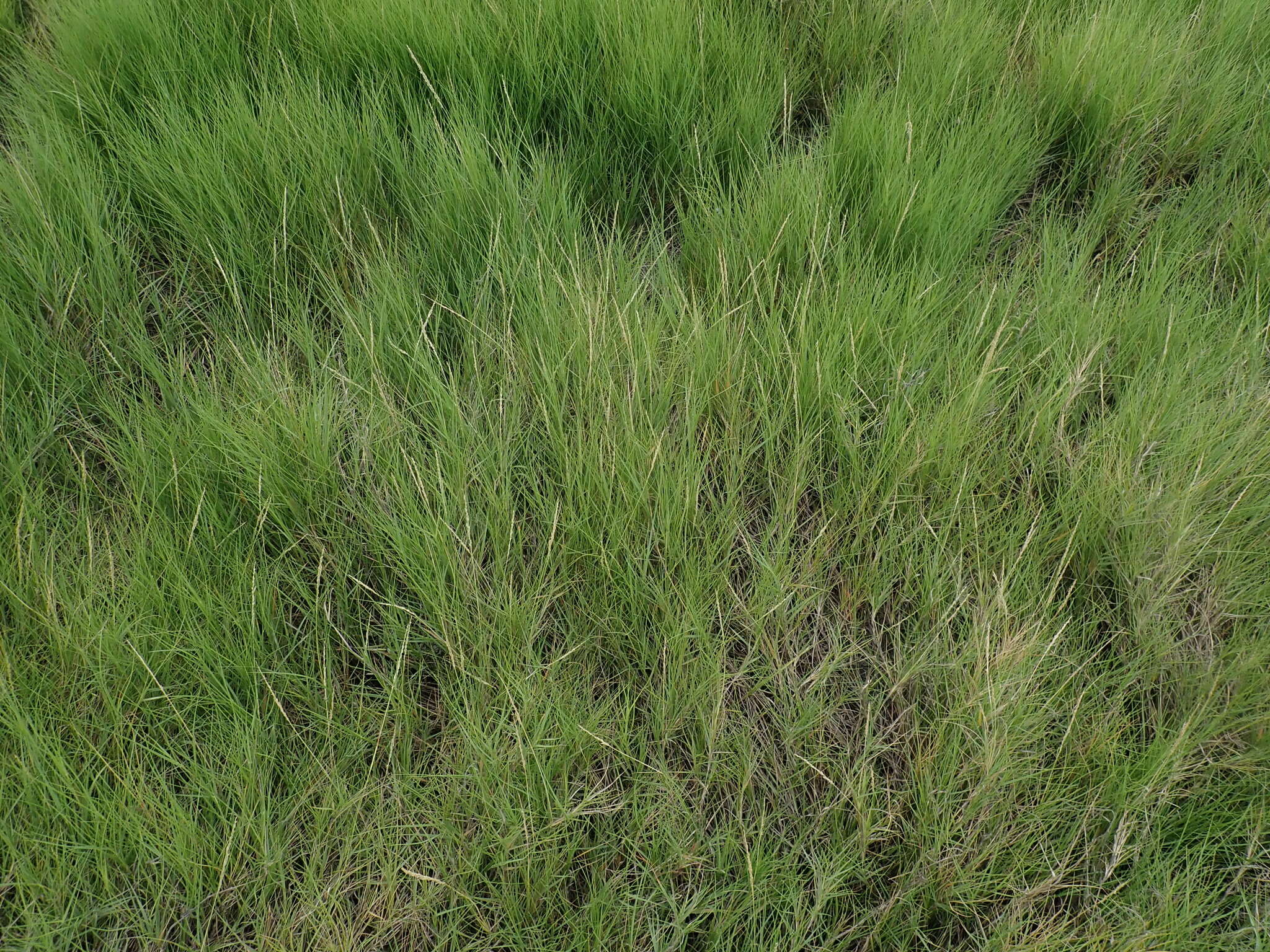 Image of seashore dropseed