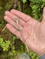 Image of Hypholoma myosotis (Fr.) M. Lange 1955