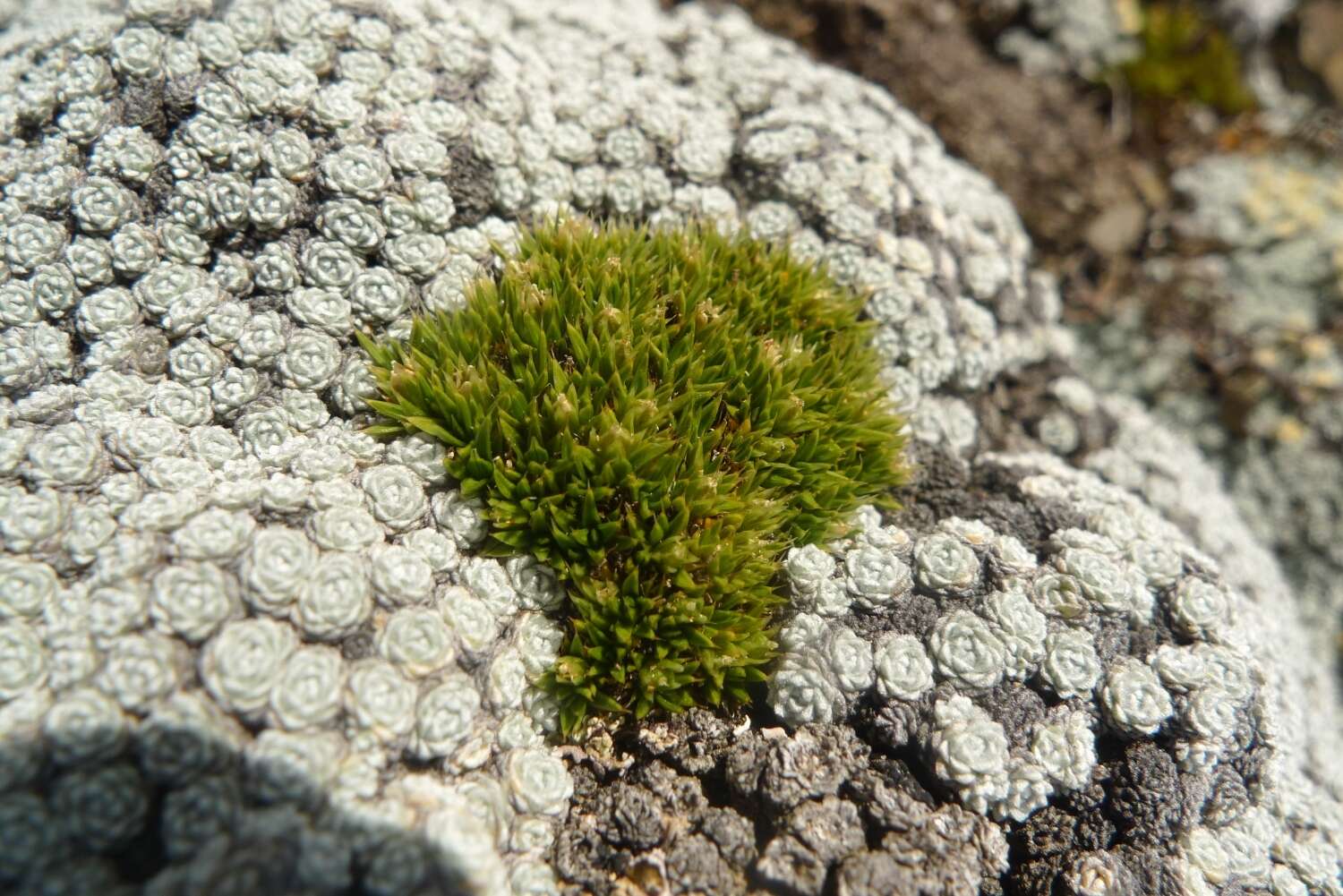 Image of Colobanthus buchananii T. Kirk