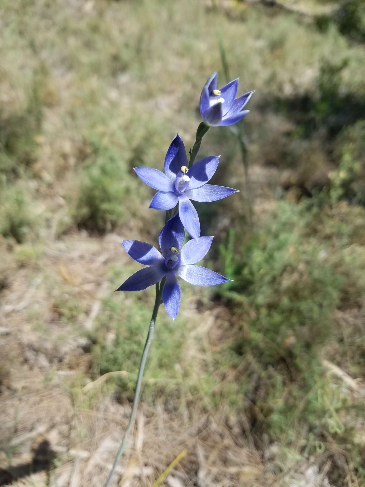 صورة Thelymitra graminea Lindl.