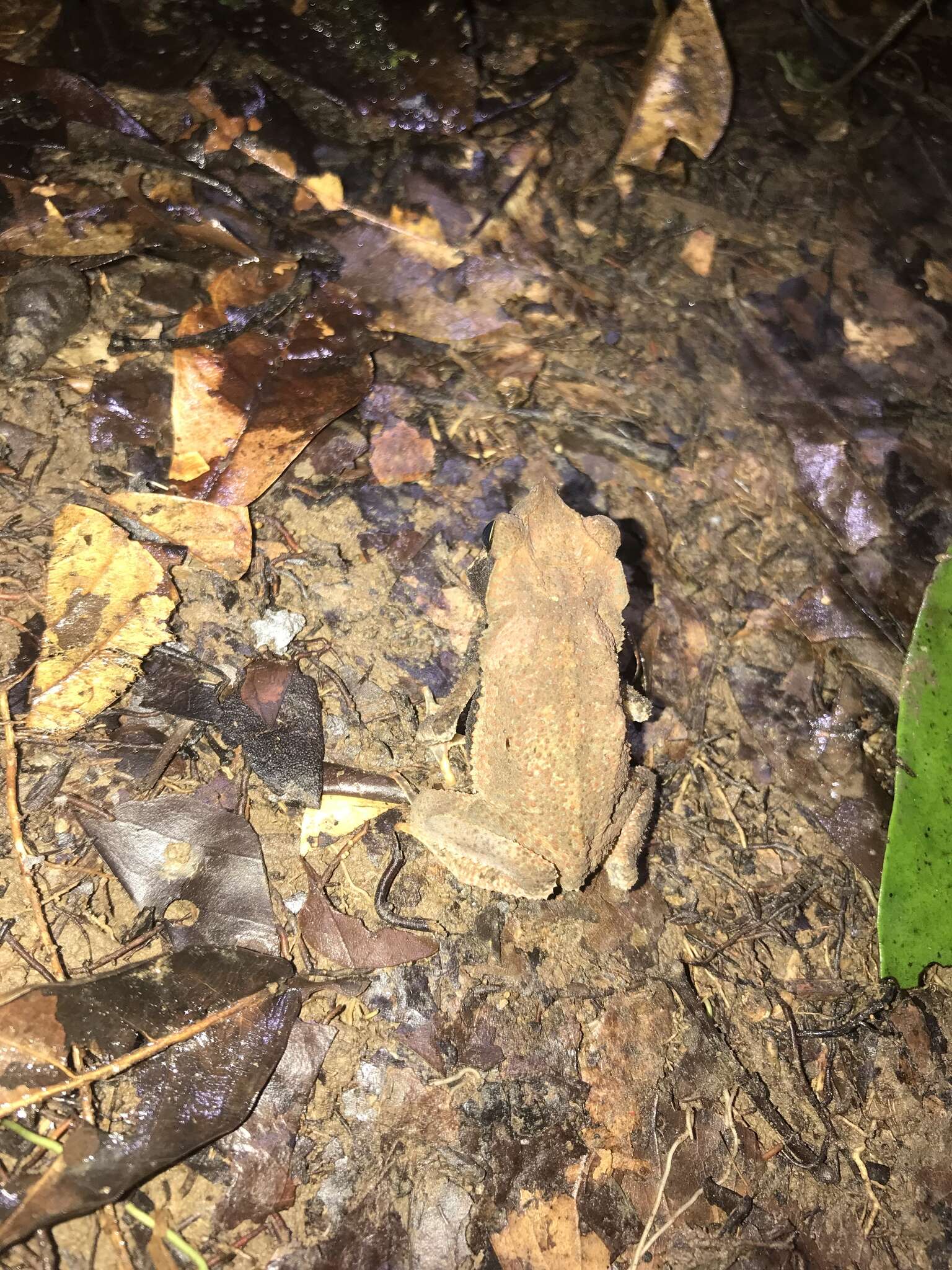 Image of Rhinella margaritifera (Laurenti 1768)