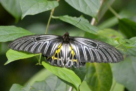 Image of Golden Birdwing Butterfly