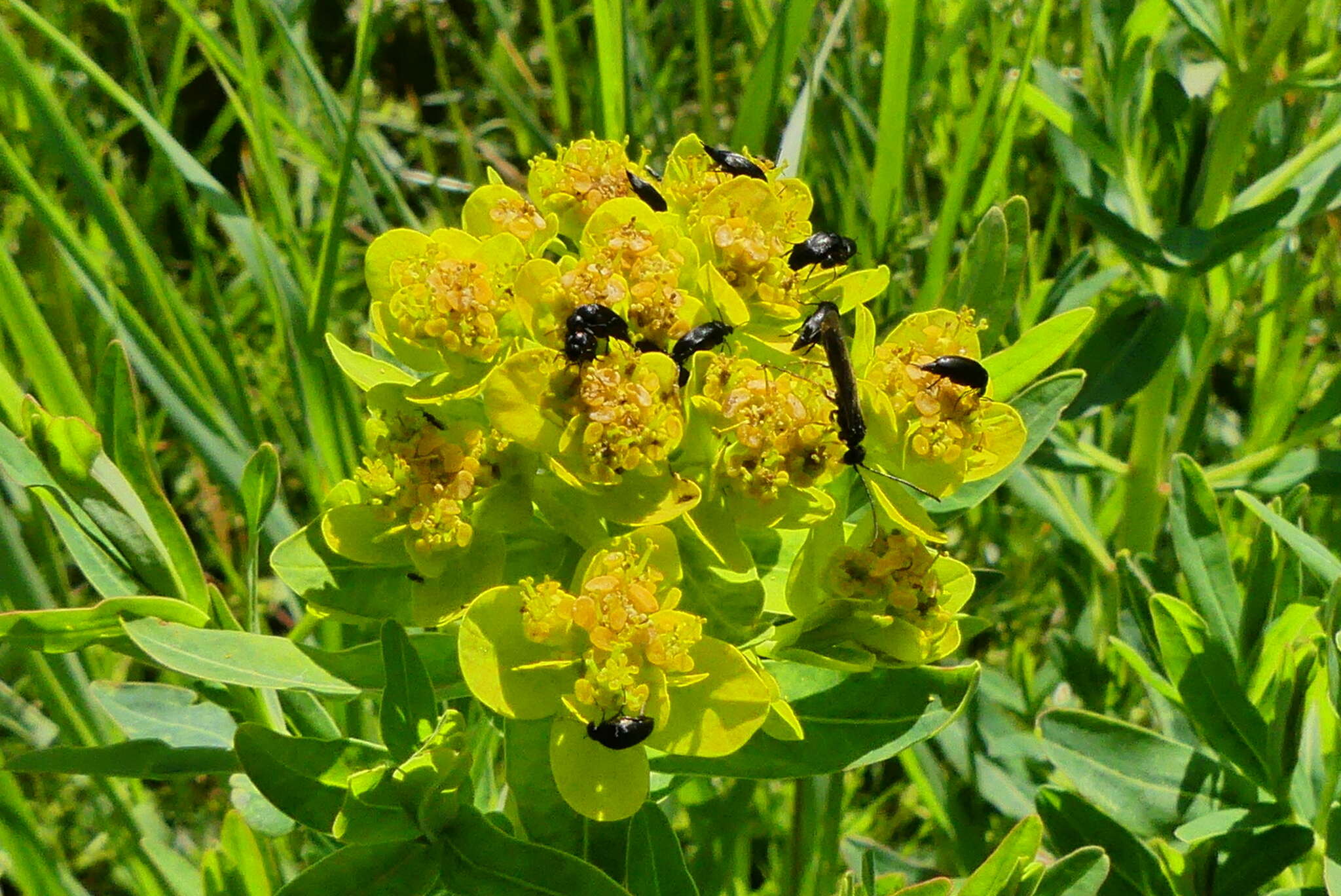 Image of Marsh Spurge