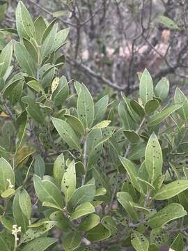 Plancia ëd Olea capensis subsp. enervis (Harv.) I. Verd.