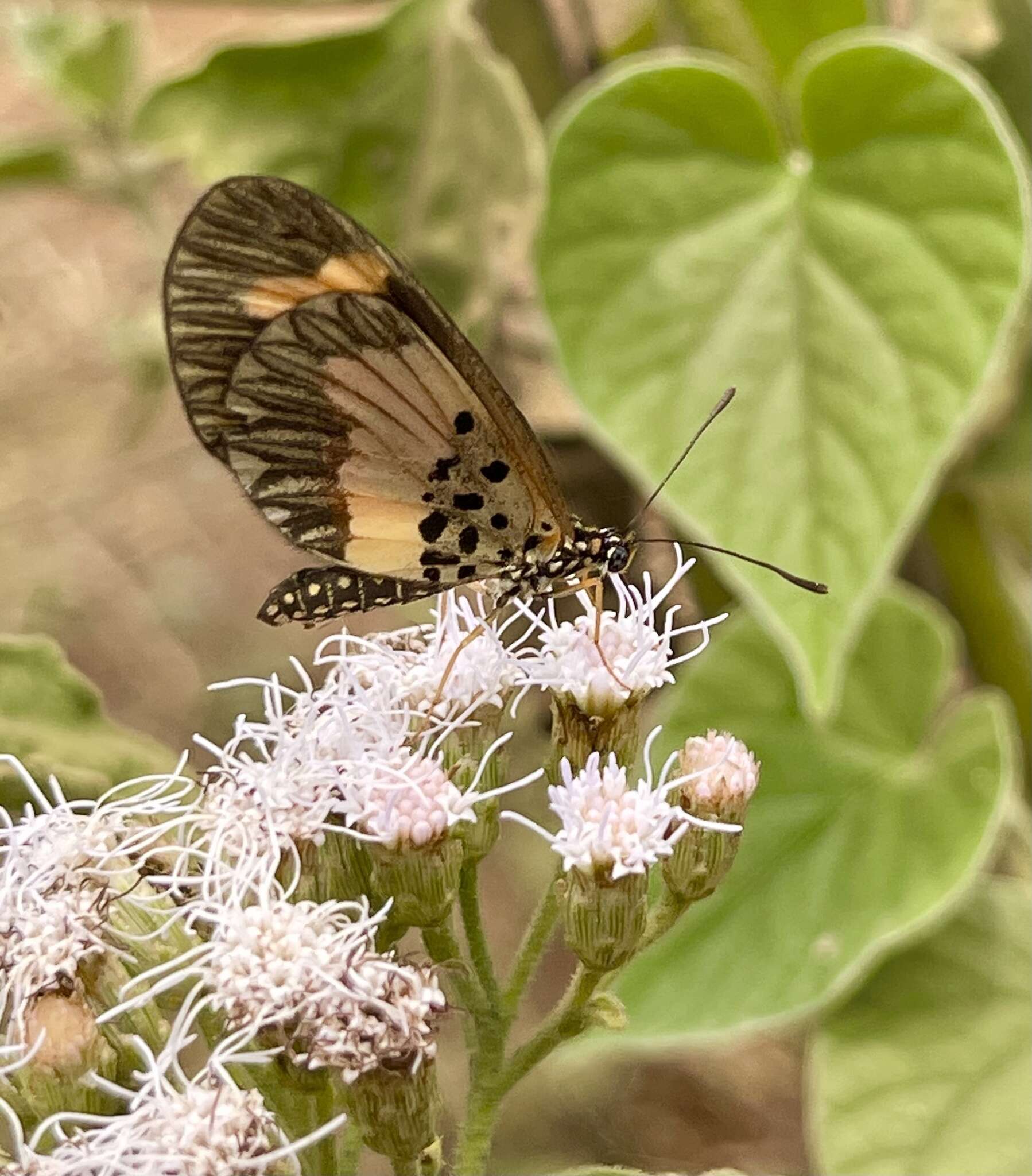 Image of <i>Acraea <i>bonasia</i></i> bonasia